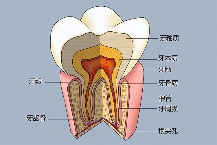 1777797894575465.jpg 牙体牙髓.jpg